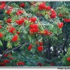 供應(yīng)野生花楸提取物