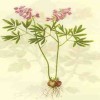 供應(yīng)延胡索提取物 
