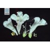 現(xiàn)貨供應(yīng) 泡桐花提取物