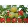 乳糖酶的最新報價，乳糖酶的添加標準，乳糖酶是什么