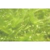 廠家大量供應各優(yōu)質除水藻