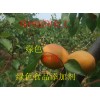 酵母抽取物，酵母抽取物應用范圍