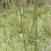 問(wèn)荊提取物Horsetail P.E.