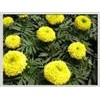 萬(wàn)壽菊提取物Marigold P.E.