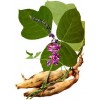 工廠(chǎng)供應(yīng)現(xiàn)貨葛根提取物 葛根素 葛根黃酮