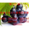焦亞禁發(fā) 硫酸鈉批發(fā)價(jià)格 焦亞禁發(fā) 硫酸鈉廠家電話(huà) 焦亞禁發(fā) 硫酸鈉含量