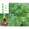 供應(yīng)川芎油