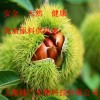 56377-79-8三仙膠，三仙膠價(jià)格，三仙膠作用