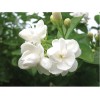 歐亞玫瑰香精、高級洗護發香精、天然桂花香精、江南茉莉香精