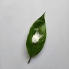 超細釔穩(wěn)定二氧化鋯新型陶瓷材料CY-R200Y5